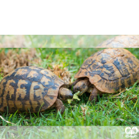 گونه لاکپشت مهمیزدار Mediterranean Spur-thighed Tortoise